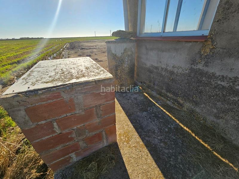 Foto dbafc243-0b65-428d-9297-26ef802c7d91. Masia a Eucaliptus - Poble Nou del Delta Amposta