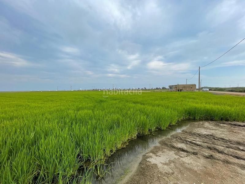 Foto ef79c155-3c1d-43fa-9f43-7bd6b8423991. Masia a Eucaliptus - Poble Nou del Delta Amposta