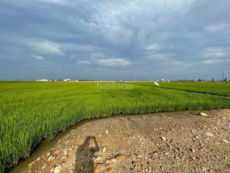 Foto f35b47f3-e979-48b8-91f7-547e7848199e. Masia a Eucaliptus - Poble Nou del Delta Amposta