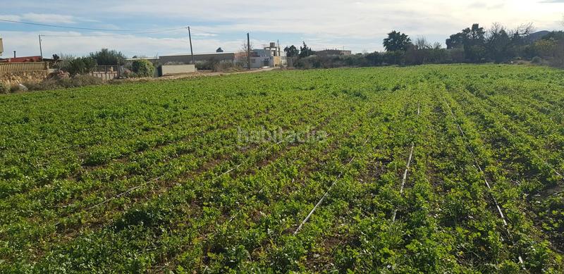 Foto cbac6de5-de96-47a0-9111-d7a632c6ecec. Bauernhof in Eucaliptus - Poble Nou del Delta Amposta