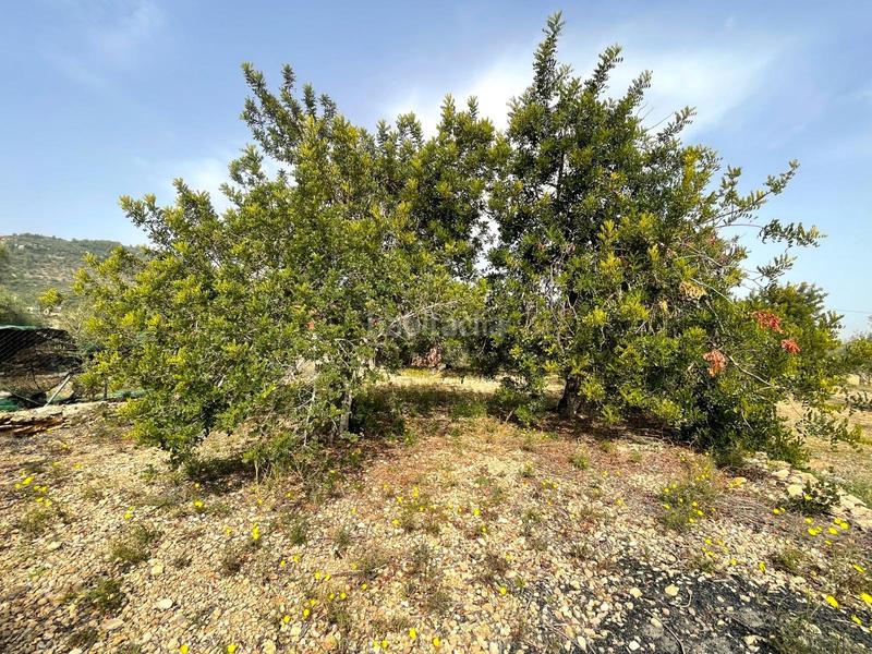 Foto 1e95475f-afb7-40e8-9954-3c8d26a3e827. Fondo rustico in Nord Sant Carles de la Ràpita