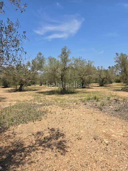 Foto 38ad768f-7602-4bf8-90b9-f3b91992cb1b. Finca rústica  en Mas de Barberans