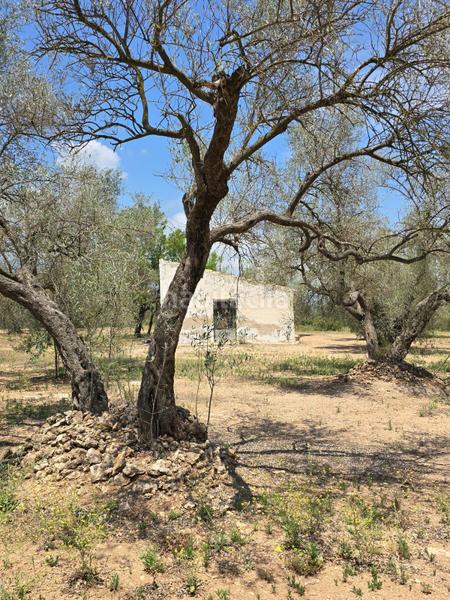 Foto 439b9cb9-dcf3-47ac-b846-1a0de6ee1290. Finca rústica  en Mas de Barberans