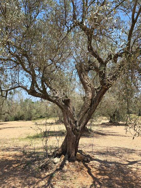 Foto 9061c5ea-bcdd-49b1-b161-80ea7a2968c5. Finca rústica  en Mas de Barberans