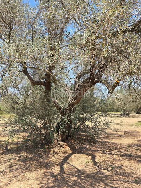 Foto d4f7c654-b2c7-4b98-9344-1e01a3741e08. Finca rústica  en Mas de Barberans