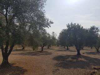 Finca rústica a Galera (La). Finca en la galera con olivos