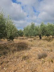 Rural plot in Nord. Finca de 4900 m2 en varia