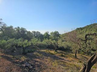 Rural plot in Nord. Finca de 1300 m2 en raco calen