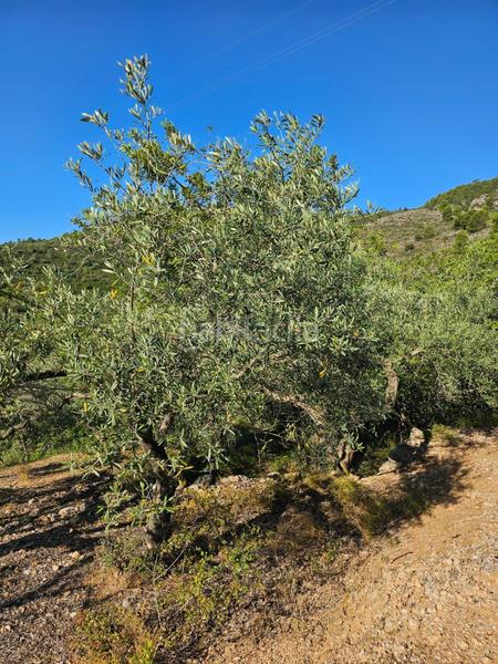 Foto 6ccf478b-867e-4249-9796-417047f70725. Finca rústica a Nord Sant Carles de la Ràpita