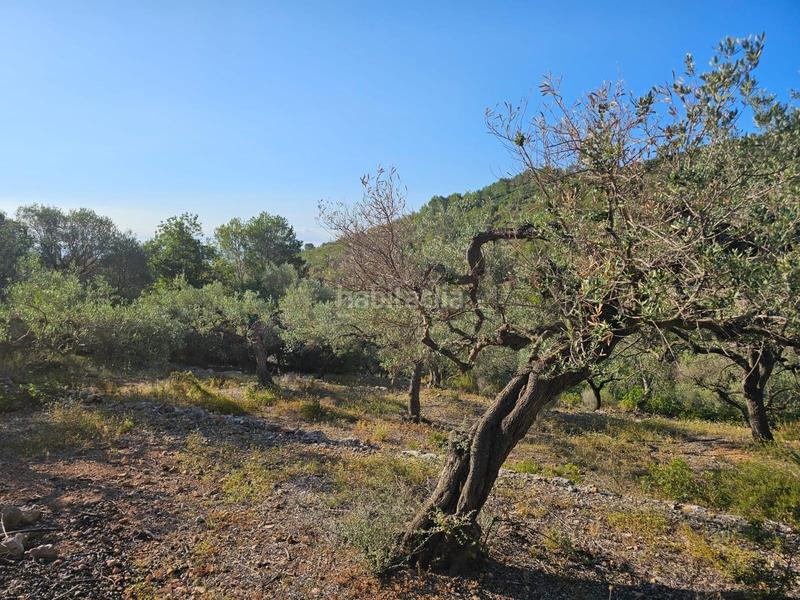 Foto d0828a8b-2057-43da-a764-f60ba77572da. Finca rústica a Nord Sant Carles de la Ràpita