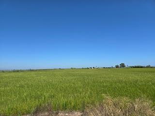 Rural plot in Eucaliptus - Poble Nou del Delta. Finca de arroz en encanyissada
