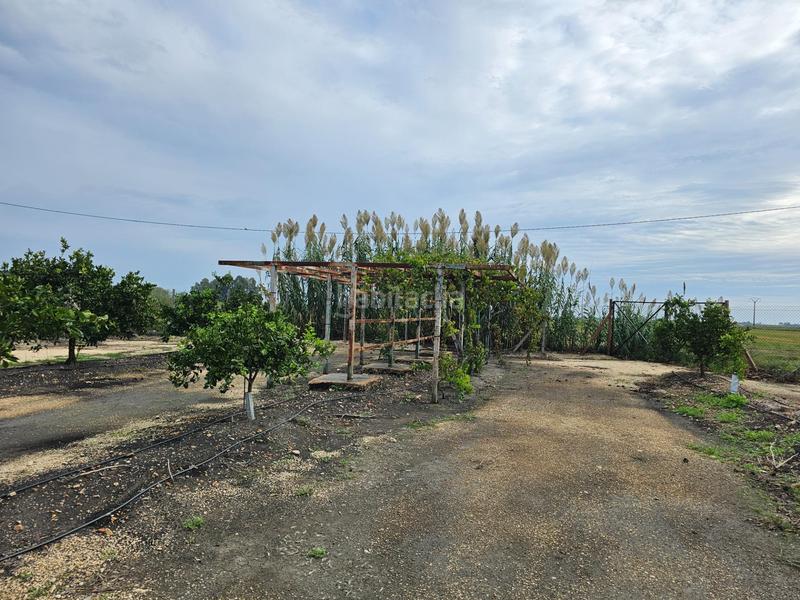 Foto 3f9e2ce9-ab81-449d-8baf-c4a2928d6f7b. Masía espectacular barraca cerca de ullas en Eucaliptus - Poble Nou del Delta Amposta