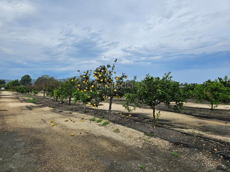 Foto 9ba7827f-8cf6-40f1-8c2d-5b3a452ca81b. Masía espectacular barraca cerca de ullas en Eucaliptus - Poble Nou del Delta Amposta