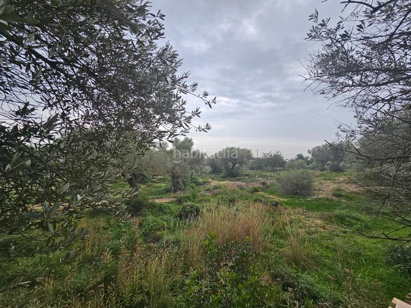 Foto 5f49c929-218c-4229-8684-b8518a7c42bc. Masía finca rústica con casa en la rapita en Nord Sant Carles de la Ràpita