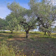 Finca rústica a Casc Antic. Finca rústica cerca de la rapita