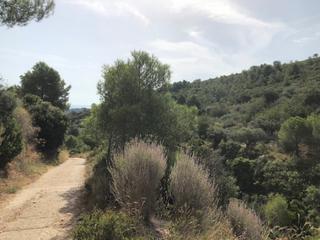 Finca rústica a Alcanar. Finca rustica ideal para cazadores