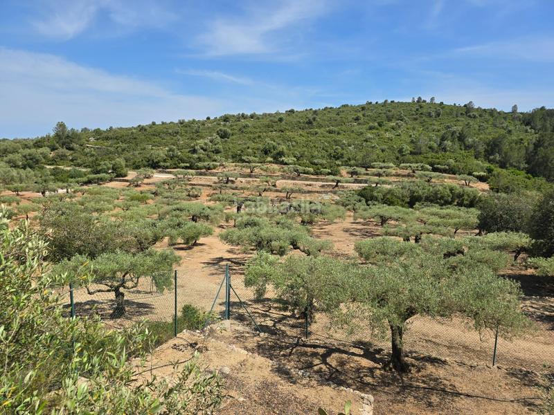 Foto 58eee5ea-a727-4114-9ed8-94672fe23057. Bauernhof in Valletes - Xiribecs Amposta