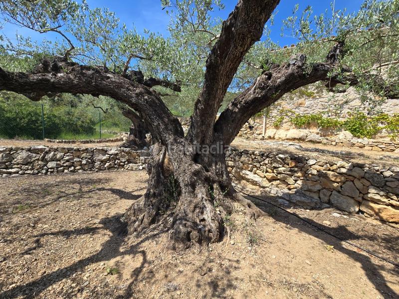 Foto 8a4d6306-11d9-4ddb-af12-7ec5c135920c. Bauernhof in Valletes - Xiribecs Amposta