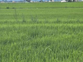 Finca rústica a Casc Antic. Finca de arroz en la partida de  panissos, amposta