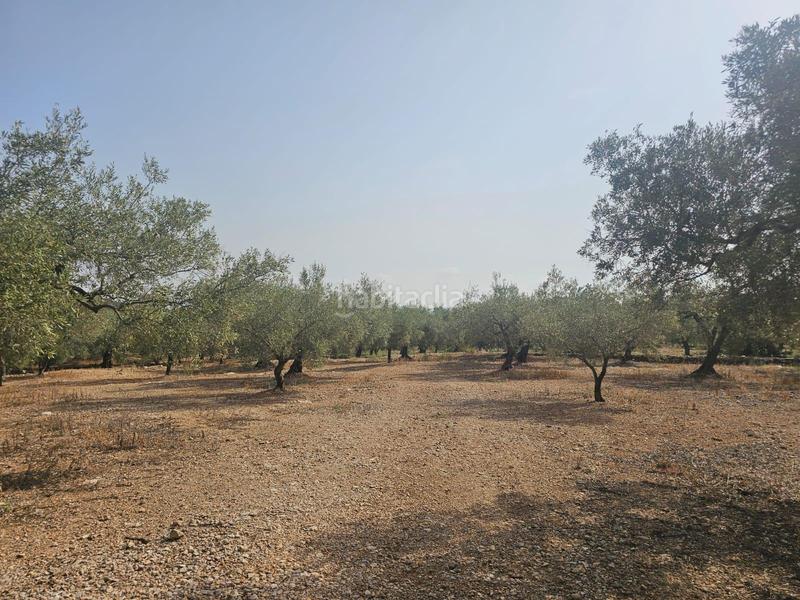 Foto 0f92adb2-0f15-4304-b2b1-2731b709d228. Fondo rustico in Alcanar