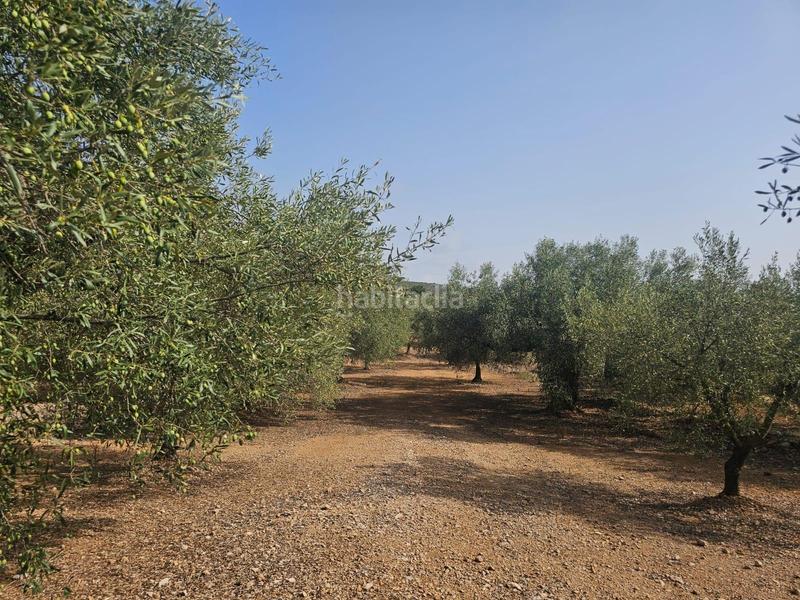 Foto 19968932-6fe3-4687-ab4c-1c3e37436e07. Fondo rustico in Alcanar