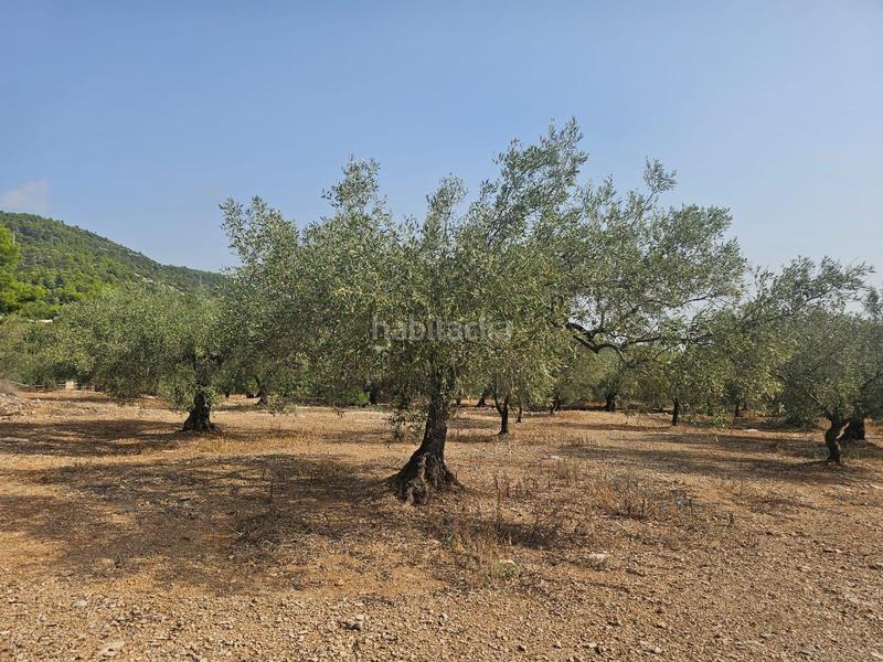 Foto 2a32ee4e-91fe-4ed2-b3be-f83b9262e789. Fondo rustico in Alcanar