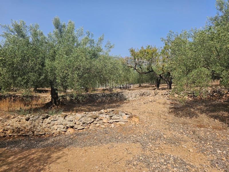 Foto 5593d70e-1152-47b6-a99c-1e1f68778f63. Fondo rustico in Alcanar