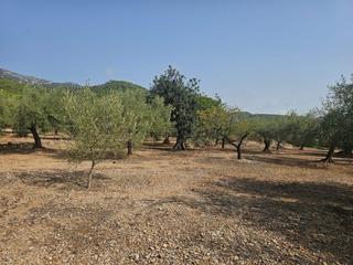 Rural plot in Alcanar. Tereno rustico