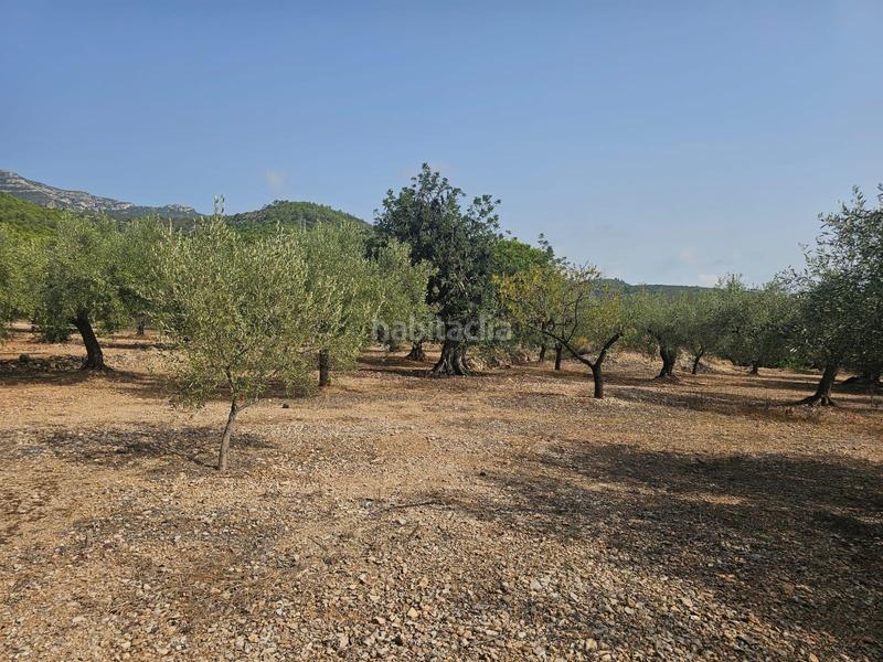 Foto 5b8c4586-5cfd-42f3-9ad1-6d04025c793c. Fondo rustico in Alcanar