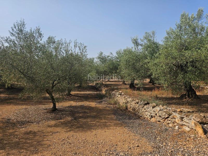 Foto 6a74b412-3d84-4665-8cde-6ba964783125. Fondo rustico in Alcanar