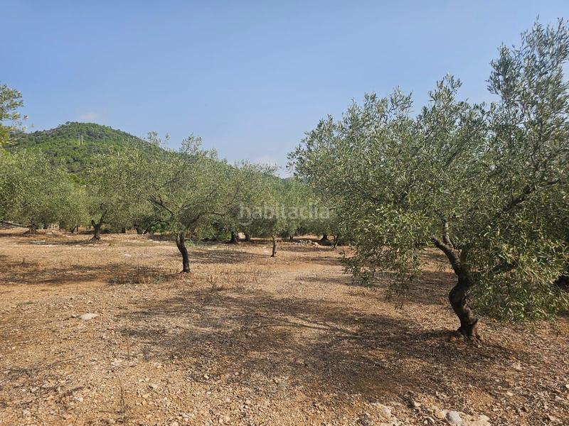 Foto 8e4fd07f-1785-4e6a-b5d2-e51380440969. Fondo rustico in Alcanar