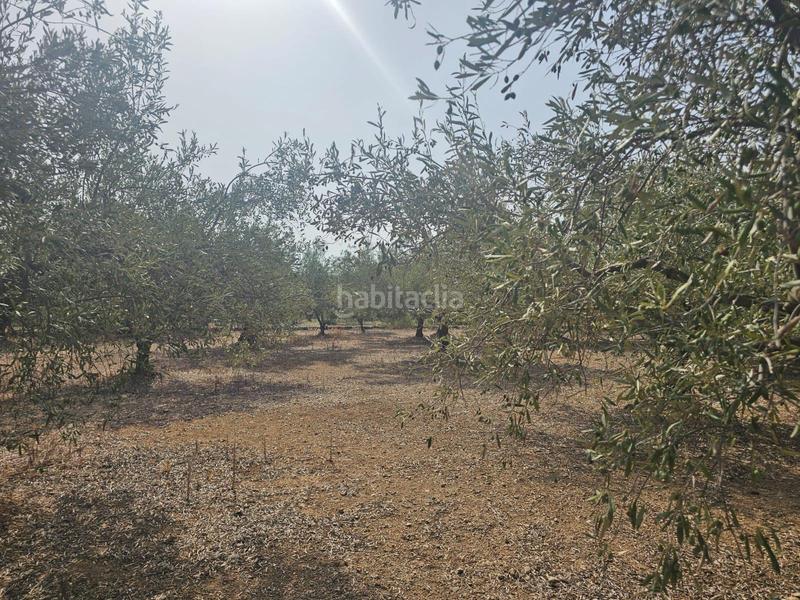 Foto e3bb3c57-ae44-4f4b-a66f-e5c283cf9bae. Fondo rustico in Alcanar