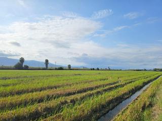 Rural plot in Nord. Finca de arroz en frente del mar