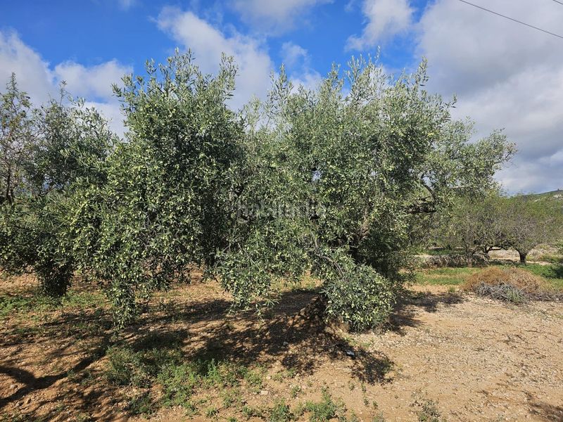 Foto ee16284f-fb00-4fdc-adca-c310019eb74a. Area edificabile industriale in Centre La Ràpita