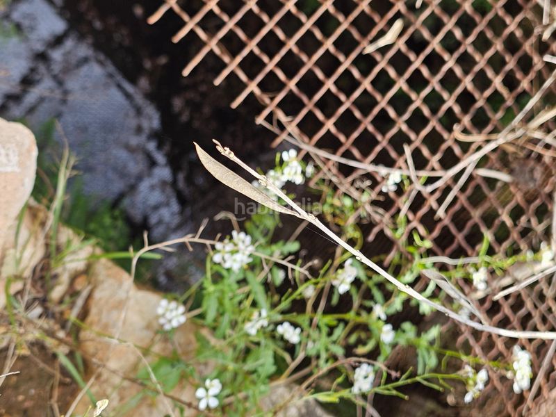 Foto 0936c936-2b0c-4fc1-8d8d-2d362e8c09f7. Finca rústica a Eucaliptus - Poble Nou del Delta Amposta