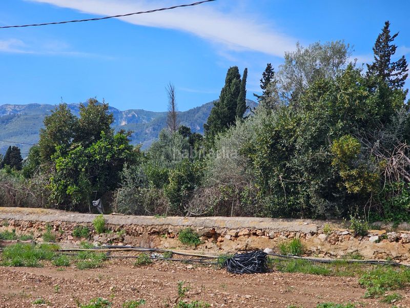 Foto 39093475-5f62-4015-ad5e-bced611a2e97. Finca rústica a Eucaliptus - Poble Nou del Delta Amposta