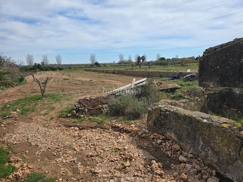 Foto cbcd4714-1ea0-40e7-a9bf-042fa1c239b9. Finca rústica a Eucaliptus - Poble Nou del Delta Amposta