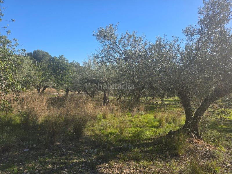 Foto 07fc30a2-ddf5-4923-b1f3-42d737defad8. Finca rústica a Alcanar