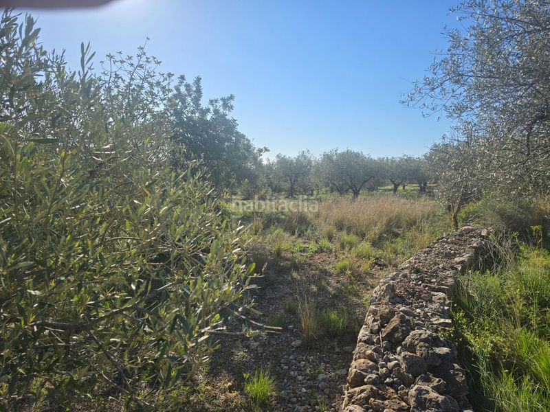 Foto 4b4335ab-a9e8-4dad-8b21-34ad06600b4a. Finca rústica a Alcanar