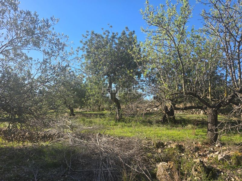 Foto 975051c0-4575-446e-8d65-4e36727e4262. Finca rústica a Alcanar