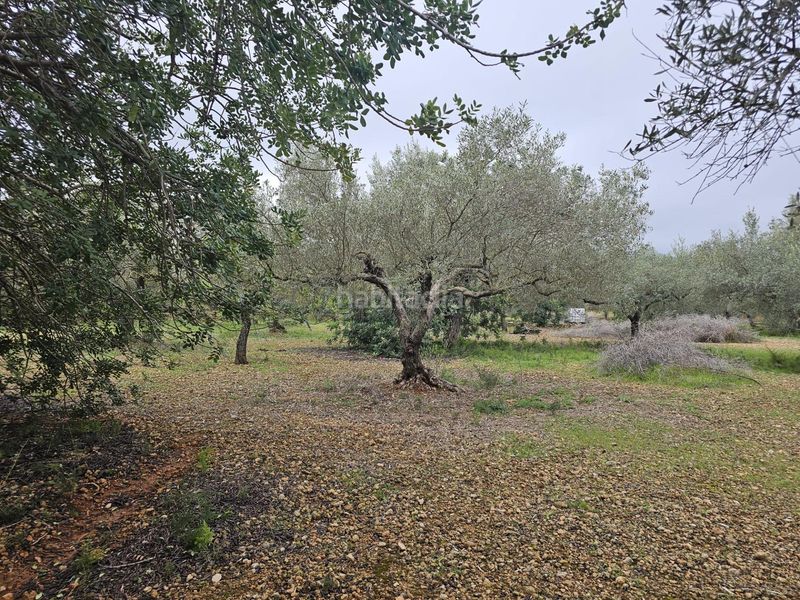 Foto 59c3a84c-c5ef-437d-bf6f-b1ebc1f18e0b. Masía finca rústica con olivos junto n340 en Nord La Ràpita