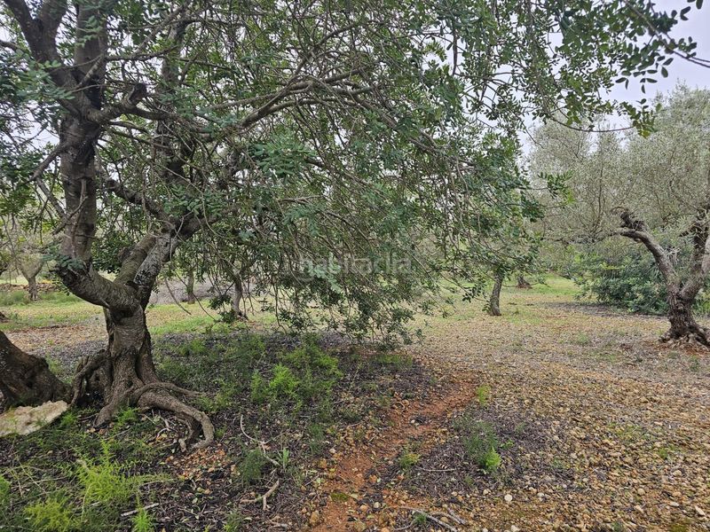 Foto 913bf11a-c5d8-4744-8abf-d12864f6dc3d. Masía finca rústica con olivos junto n340 en Nord La Ràpita