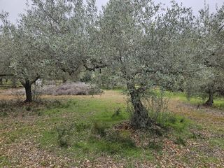 Bauernhof in Nord. Finca rústica con olivos junto n340
