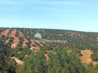 Propriété à De santiago de calatrava 1. Oportunidad de olivar en el paraje de candonguilla