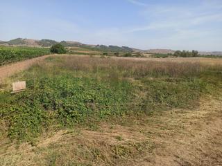 Terreny residencial a Alesanco. Terreno venta alesanco