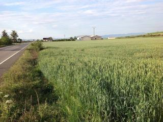 Rural plot in Poligono san lazaro 9