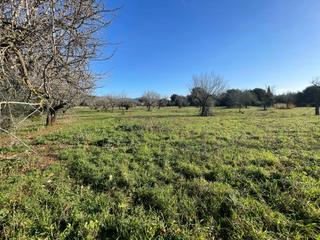 Finca rústica a Campanet. Parcela con vistas a la montaña y licencia de obras en campanet