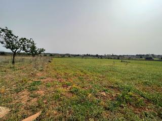 Rural plot in Santa Margalida Poble. Solar rustico edificable son baulo santa margalida