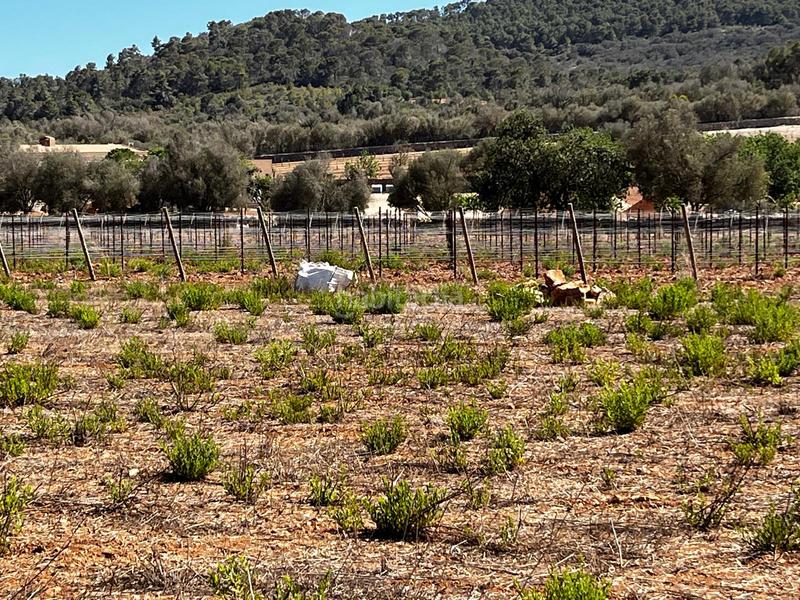 Foto 3f0546b4-0886-4022-bb17-b5077ce5430d. Finca rústica a S´Horta - Cas Concos des Cavaller - Es Carritxó Felanitx