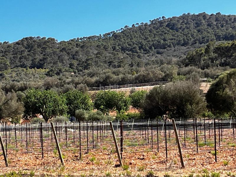 Foto 604d99c3-5748-4731-bcd4-78ad51043d24. Finca rústica a S´Horta - Cas Concos des Cavaller - Es Carritxó Felanitx